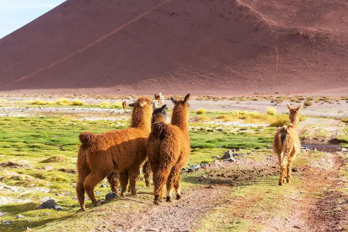 Cusco