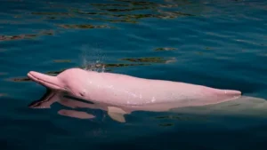 Delfín rosado peruano