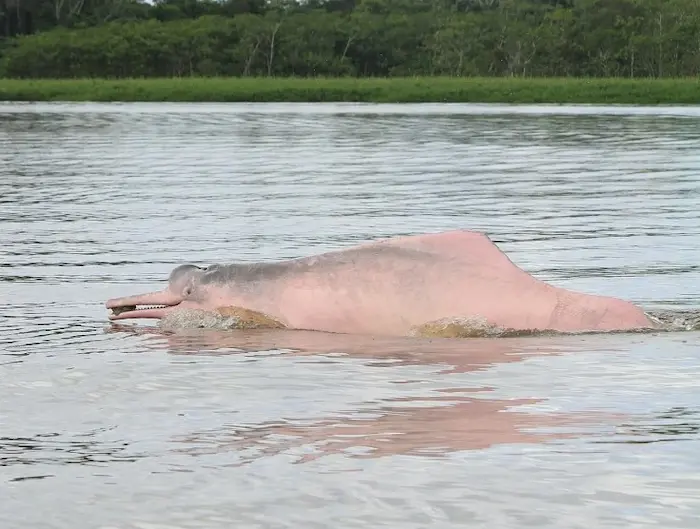 Por qué deberías conocer al delfín rosado peruano
