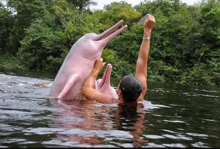 Se puede nadar con el delfín rosado peruano